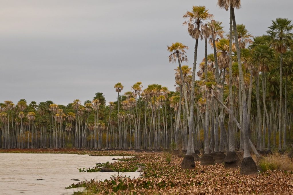 Sancionaron la ley que cede más de 600 hectáreas para la creación del Parque Nacional Laguna El Palmar