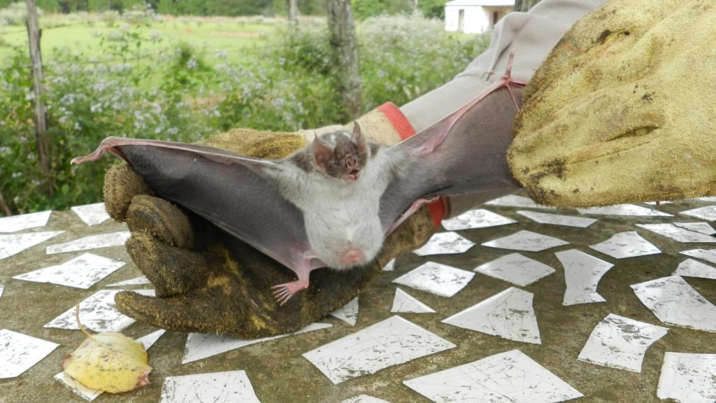 Senasa confirmó un brote de rabia paresiante en Las Breñas