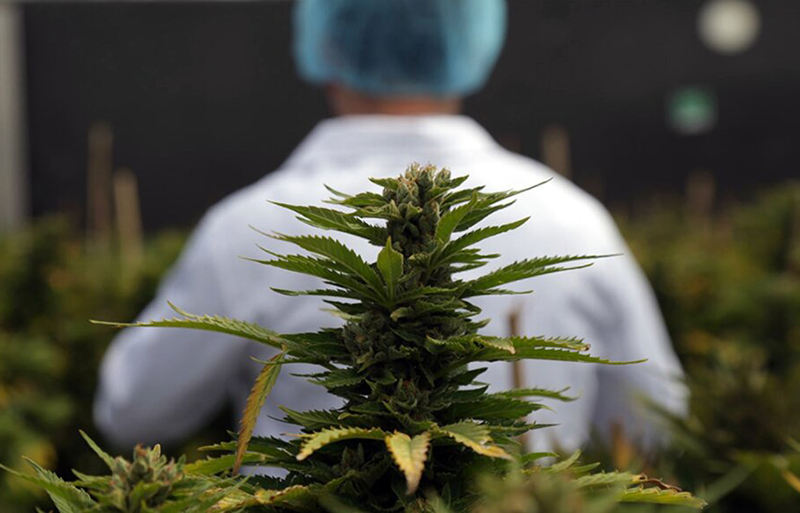 Por unanimidad, Chaco sancionó la ley de desarrollo sostenible e inclusivo de la cadena de valor del cannabis medicinal Por unanimidad, Chaco sancionó la ley de desarrollo sostenible e inclusivo de la cadena de valor del cannabis medicinal