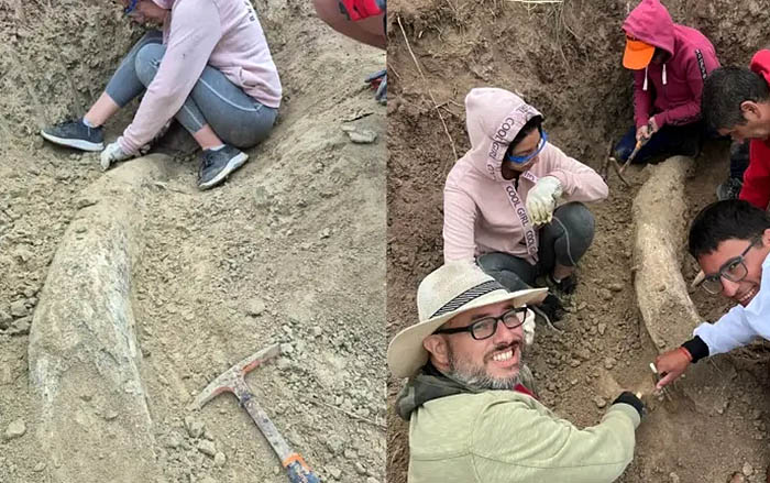 Sorprendente hallazgo paleontológico en la costa bonaerense Sorprendente hallazgo paleontológico en la costa bonaerense