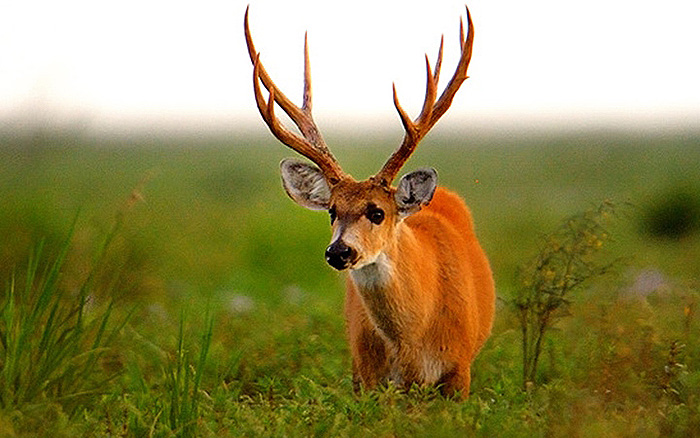 Lista roja de mamíferos en peligro: el Gran Chaco entre las zonas críticas de amenaza de especies Lista roja de mamíferos en peligro: el Gran Chaco entre las zonas críticas de amenaza de especies