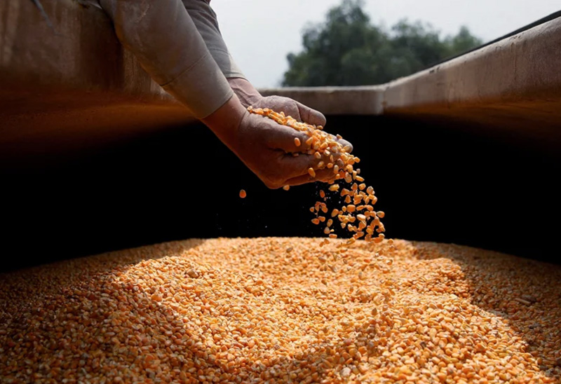 El informe del USDA sacudió a Chicago: se desplomó el maíz y bajó fuerte la soja El informe del USDA sacudió a Chicago: se desplomó el maíz y bajó fuerte la soja