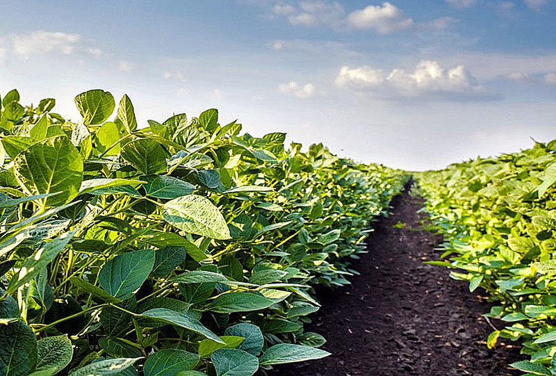 La soja sufre, pero la pérdida no sería tan grave: “Las lluvias alejaron el temido escenario de derrumbe” La soja sufre, pero la pérdida no sería tan grave: “Las lluvias alejaron el temido escenario de derrumbe”