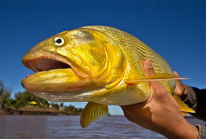 Paso de la Patria reeditará una nueva edición del Torneo Apertura de Pesca del Dorado Paso de la Patria reeditará una nueva edición del Torneo Apertura de Pesca del Dorado