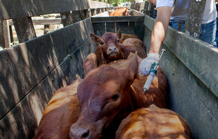 Ganado: sospechan que el Gobierno tiene decidido modificar el status sanitario para ser ”libres sin vacunación” Ganado: sospechan que el Gobierno tiene decidido modificar el status sanitario para ser ”libres sin vacunación”