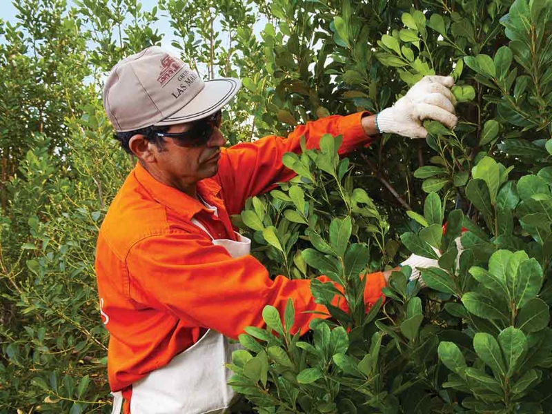 Crisis yerbatera se agrava: fuerte suba de costos y caída de precios Crisis yerbatera se agrava: fuerte suba de costos y caída de precios