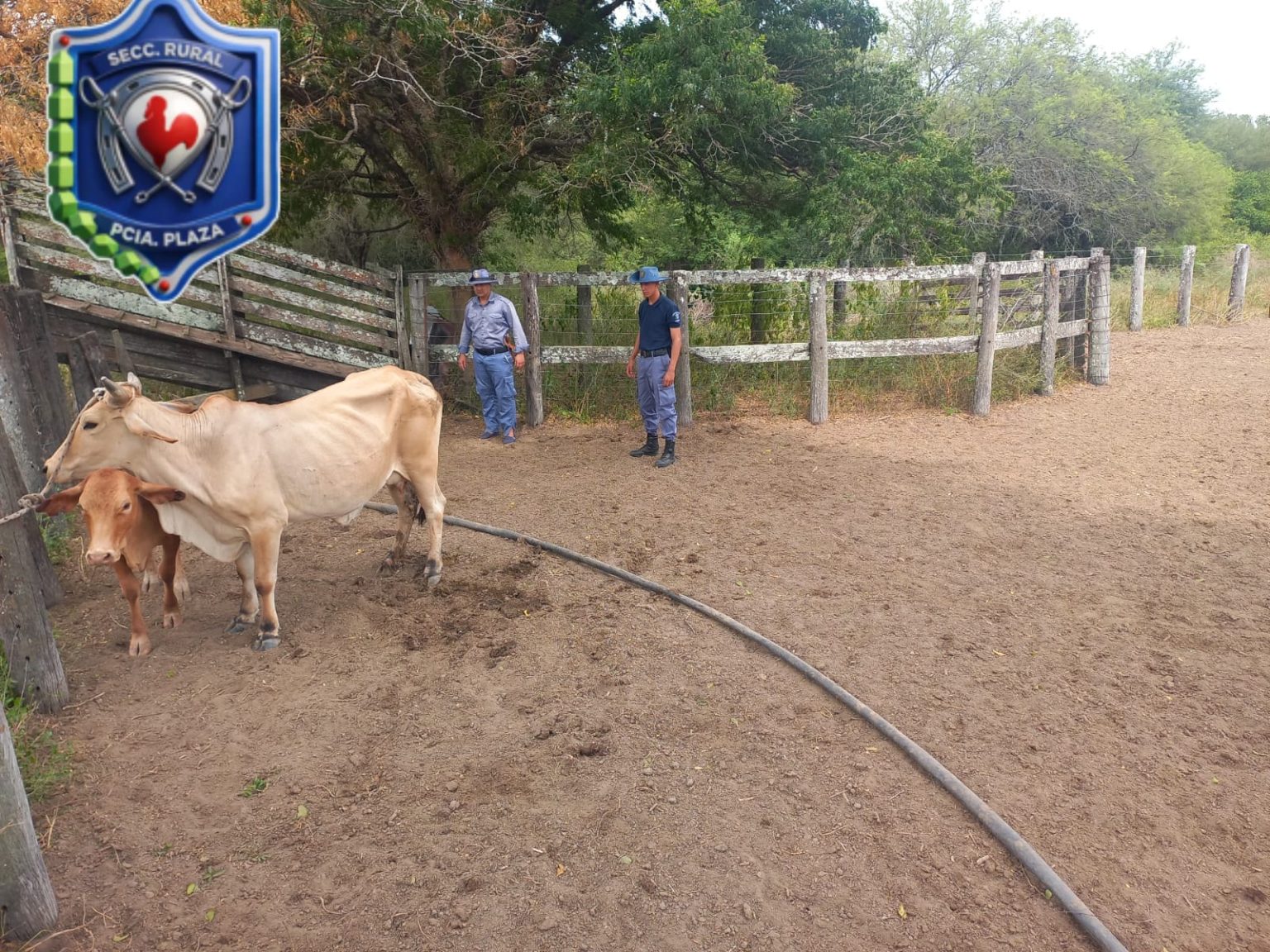 Recuperaron ganado robado en Machagai y secuestraron armas en Villa Ángela