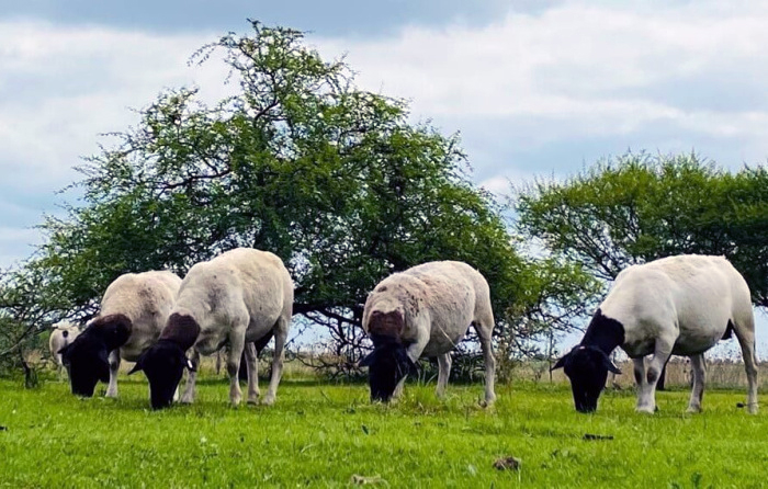 Alerta de Senasa: se detectó la “vaca loca” de los ovinos en Argentina y el país pierde un status sanitario Alerta de Senasa: se detectó la “vaca loca” de los ovinos en Argentina y el país pierde un status sanitario