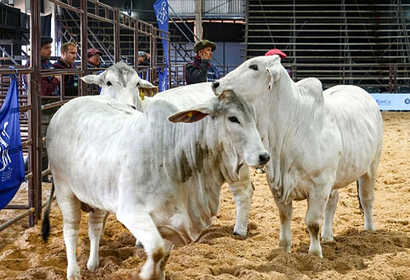 Arrancaron Las Nacionales 2026 y la mejor genética Brahman brilló en Corrientes Arrancaron Las Nacionales 2026 y la mejor genética Brahman brilló en Corrientes