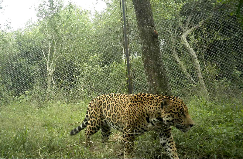 Aparecieron dos nuevos yaguaretés en el Parque Nacional El Impenetrable y uno ya es monitoreado Aparecieron dos nuevos yaguaretés en el Parque Nacional El Impenetrable y uno ya es monitoreado
