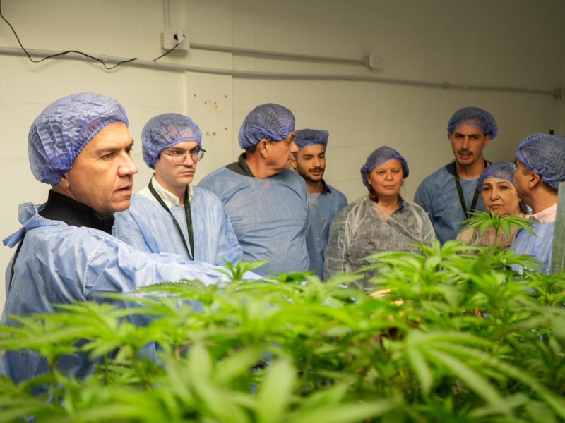 Una empresa chaqueña exportará cannabis sativa 100 % medicinal a Nueva Zelanda Una empresa chaqueña exportará cannabis sativa 100 % medicinal a Nueva Zelanda