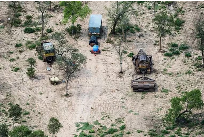 Casación anuló el levantamiento de la medida cautelar contra los desmontes en el Chaco Casación anuló el levantamiento de la medida cautelar contra los desmontes en el Chaco