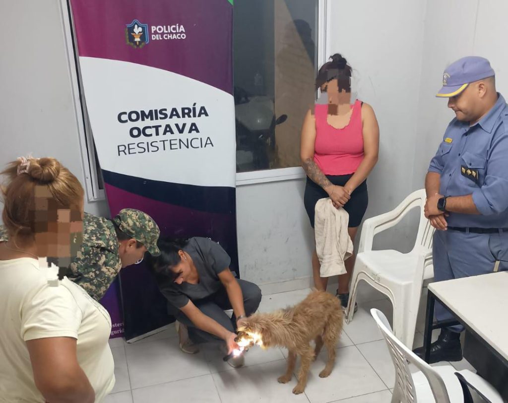 Investigan un caso de maltrato animal viralizado en redes sociales