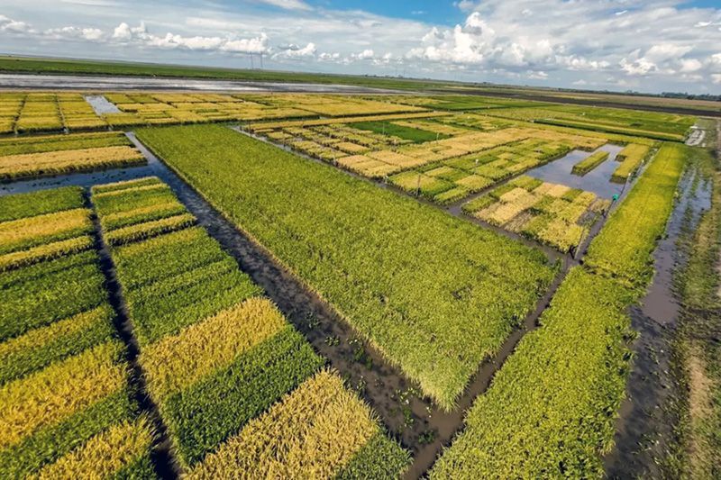 Arroceros de Corrientes en alerta: temen que el regreso de El Niño repita pérdidas históricas Arroceros de Corrientes en alerta: temen que el regreso de El Niño repita pérdidas históricas