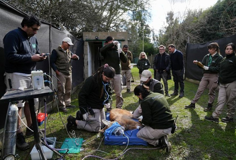 Dos cachorros de Aguará Guazú regresan a los Esteros del Iberá en Corrientes Dos cachorros de Aguará Guazú regresan a los Esteros del Iberá en Corrientes