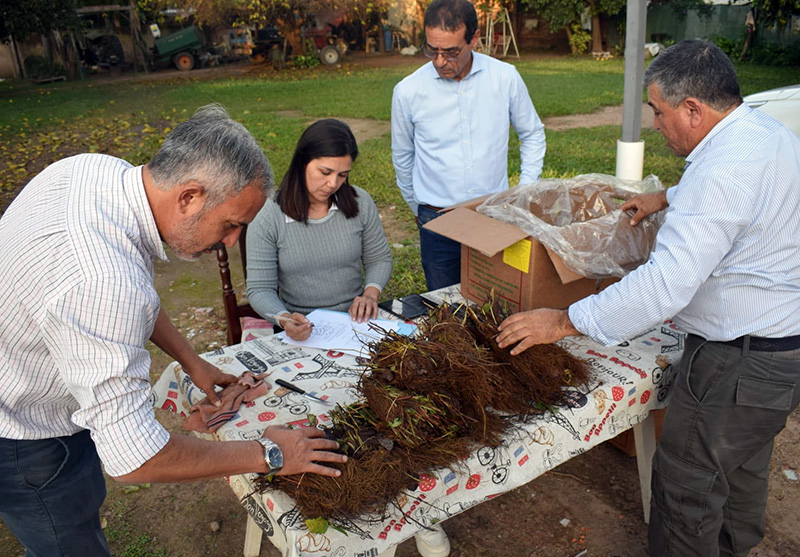 Ñande respalda y asiste a a productores de frutillas con insumos y apoyo directo Ñande respalda y asiste a a productores de frutillas con insumos y apoyo directo