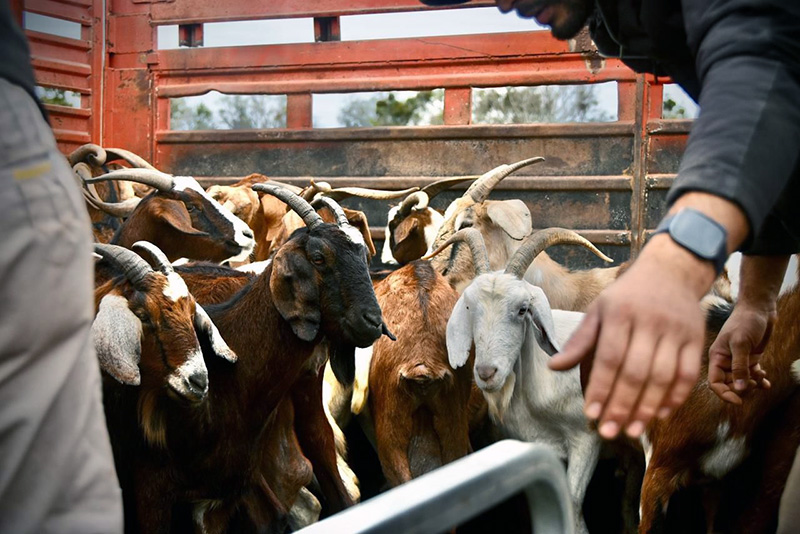 PROGANO: primera carga de chivos y cabras, desde Miraflores al mundo PROGANO: primera carga de chivos y cabras, desde Miraflores al mundo