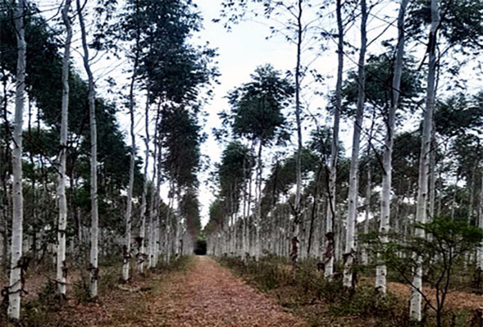 Realidad forestal: “Anuncios de desregulación chocan con el bozal legal que paraliza al Chaco” Realidad forestal: “Anuncios de desregulación chocan con el bozal legal que paraliza al Chaco”