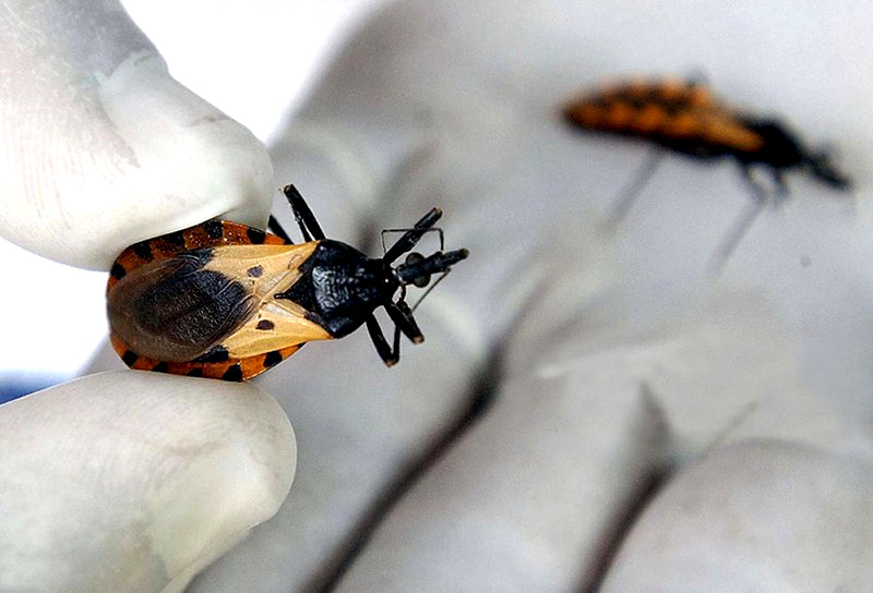 Corrientes renovó la certificación contra la transmisión del Chagas Corrientes renovó la certificación contra la transmisión del Chagas