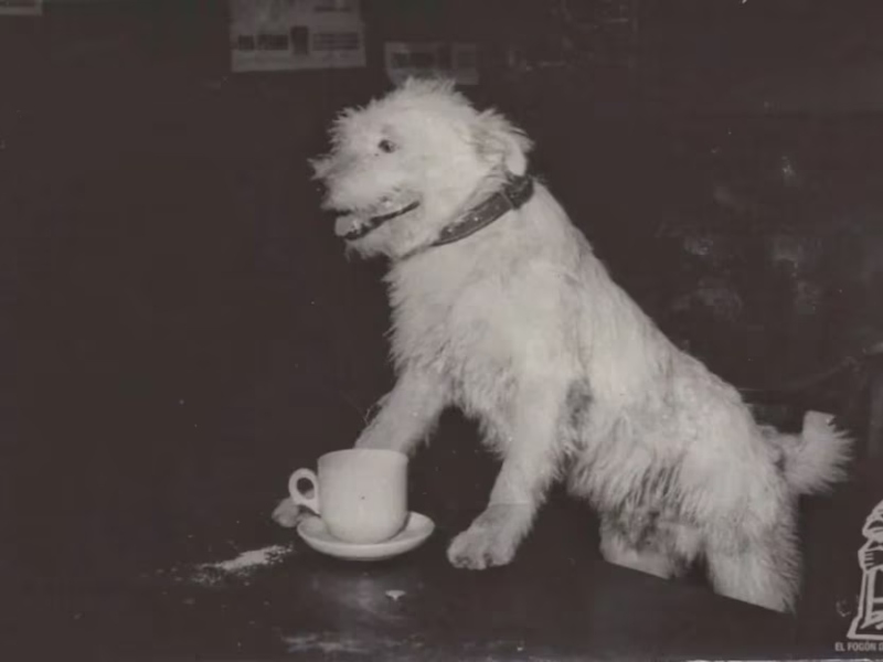 Mundial del Perro, cuentos y homenajes a Fernando: un festival celebrará al can más famoso de Resistencia Mundial del Perro, cuentos y homenajes a Fernando: un festival celebrará al can más famoso de Resistencia