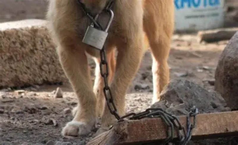 Maltrato animal: el Parlamento estableció multas máximas de hasta 18 millones de pesos Maltrato animal: el Parlamento estableció multas máximas de hasta 18 millones de pesos