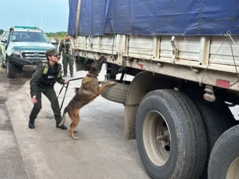 Casi dos toneladas de marihuana: condenaron a seis años de prisión a un camionero paraguayo que transportaba droga por el Chaco Casi dos toneladas de marihuana: condenaron a seis años de prisión a un camionero paraguayo que transportaba droga por el Chaco