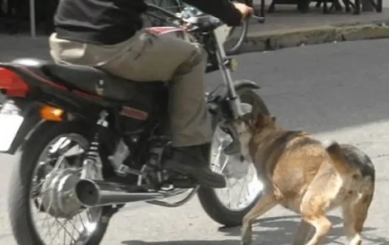En Corrientes, condenaron a un matrimonio a pagar casi 5 millones de pesos tras el ataque de sus perros a una motociclista En Corrientes, condenaron a un matrimonio a pagar casi 5 millones de pesos tras el ataque de sus perros a una motociclista