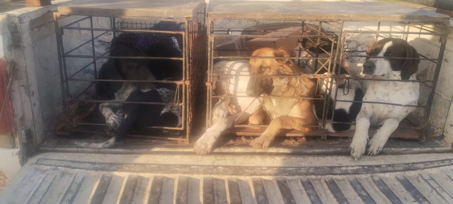 Villa Berthet: secuestraron carne de animales silvestres y elementos de caza furtiva