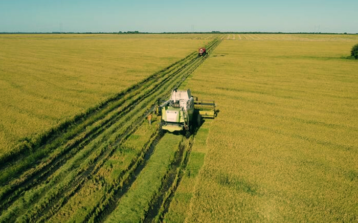 Cayeron las exportaciones de arroz, cítricos dulces y yerba, y creció la foresto-industria Cayeron las exportaciones de arroz, cítricos dulces y yerba, y creció la foresto-industria