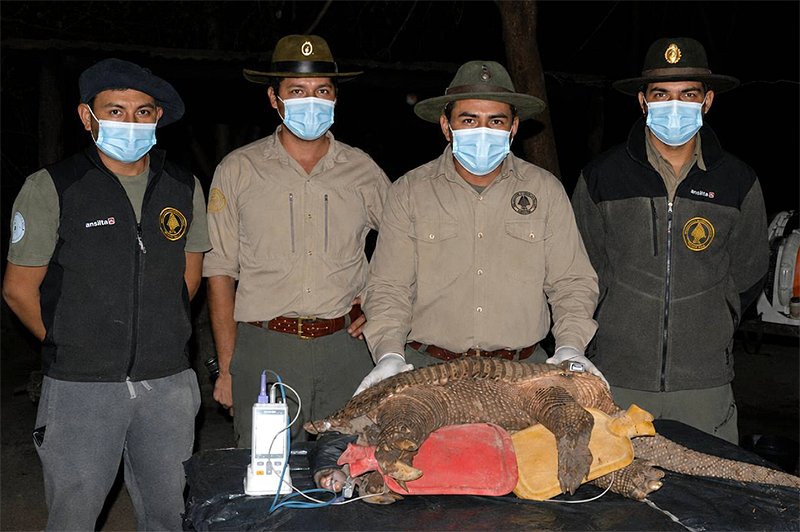 Ya hay un segundo tatú carreta monitoreado en el Parque Nacional El Impenetrable Ya hay un segundo tatú carreta monitoreado en el Parque Nacional El Impenetrable