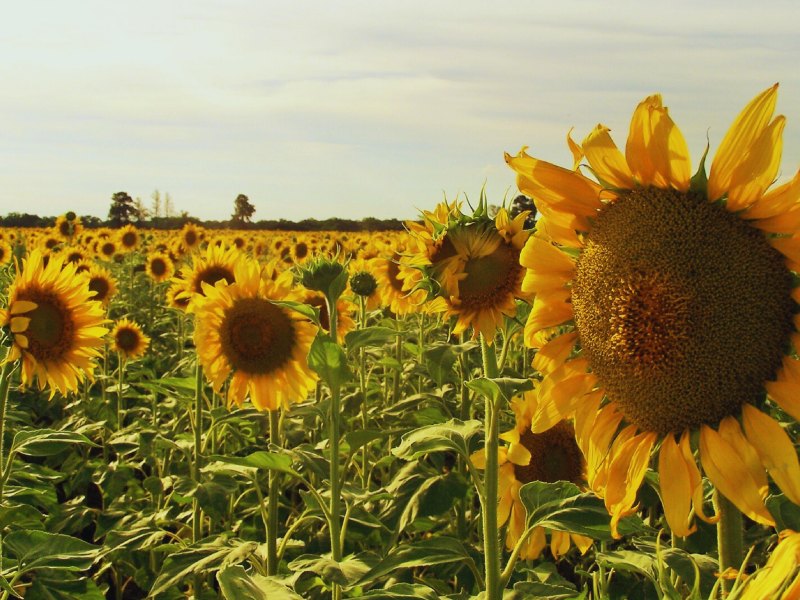 El gobierno del Chaco ratificó el seguro multirriesgo para girasol y ampliación de créditos El gobierno del Chaco ratificó el seguro multirriesgo para girasol y ampliación de créditos