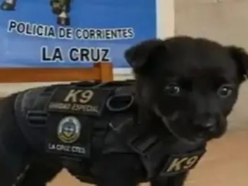 De ser un animal abandonado a un importante miembro de la policía de Corrientes: la historia del perro Piru De ser un animal abandonado a un importante miembro de la policía de Corrientes: la historia del perro Piru