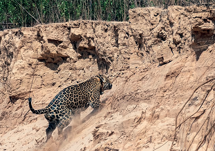 Yaguareté del Impenetrable tiene nombre: No’huet, que en idioma Qom significa “Rey de los animales” Yaguareté del Impenetrable tiene nombre: No’huet, que en idioma Qom significa “Rey de los animales”