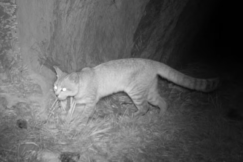 Registran en Mendoza nuevas imágenes del gato andino, el felino más amenazado de América Registran en Mendoza nuevas imágenes del gato andino, el felino más amenazado de América