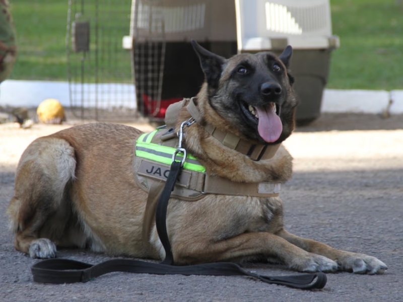 Los perros Jack y Derek se suman a la misión humanitaria argentina en Venezuela Los perros Jack y Derek se suman a la misión humanitaria argentina en Venezuela
