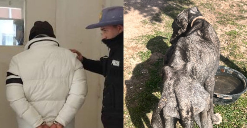 Investigan un caso de presunto maltrato animal: rescataron un perro y aprehendieron a su propietario Investigan un caso de presunto maltrato animal: rescataron un perro y aprehendieron a su propietario