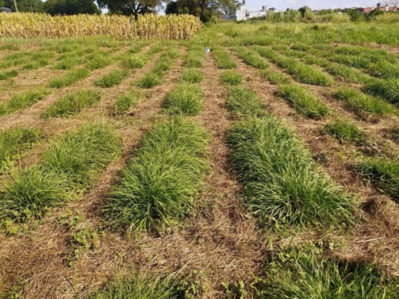 Con drones y técnicas de selección estudian la mejora genética de un pasto clave para la ganadería del NEA Con drones y técnicas de selección estudian la mejora genética de un pasto clave para la ganadería del NEA