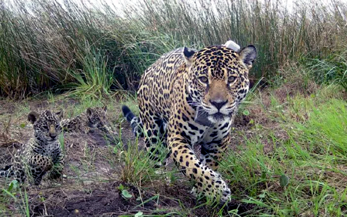 Yacyretá profundizará la cooperación para la recuperación de fauna amenazada en Corrientes Yacyretá profundizará la cooperación para la recuperación de fauna amenazada en Corrientes