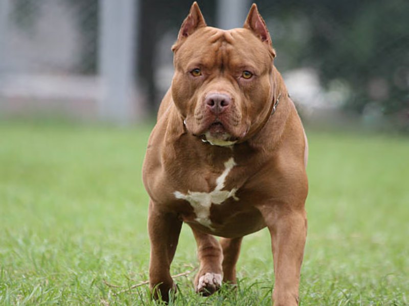 Imputaron a la dueña del pitbull que mató al niño en la provincia de Córdoba Imputaron a la dueña del pitbull que mató al niño en la provincia de Córdoba