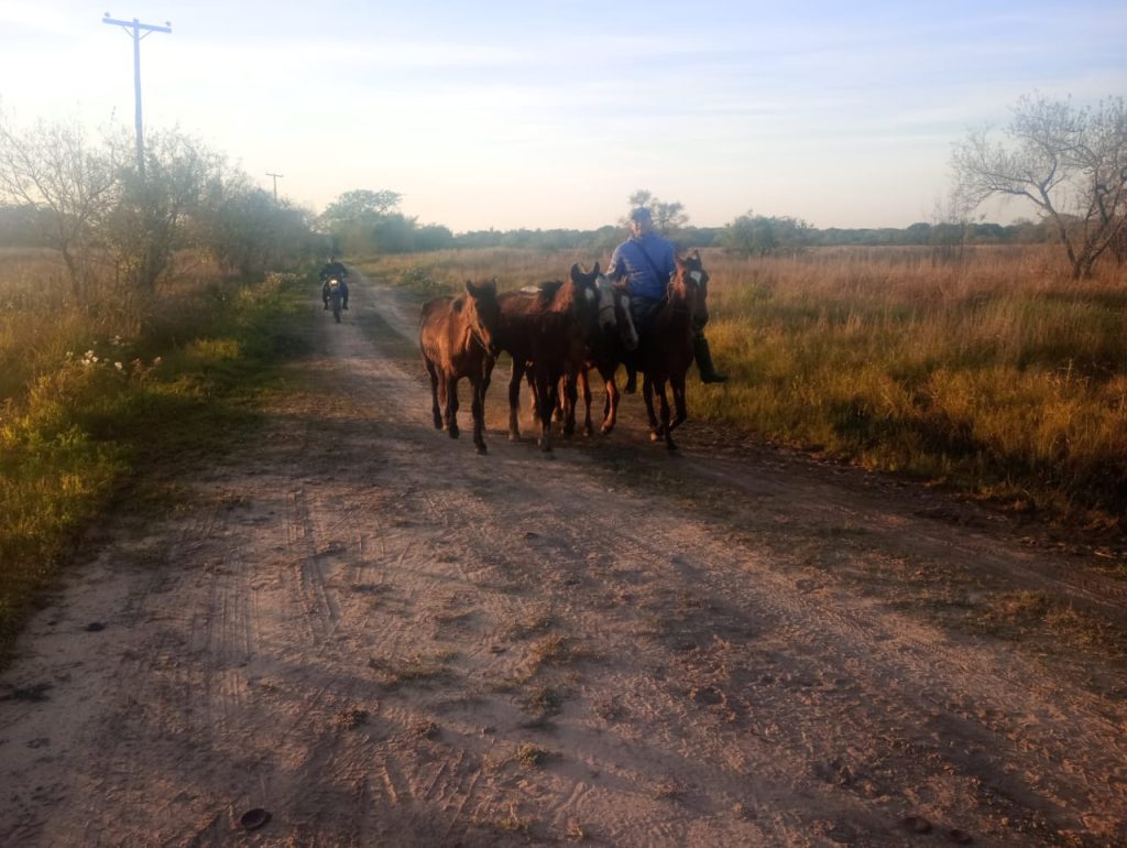 La Leonesa: hallaron siete caballos que estaban siendo robados tras seguir sus rastros hasta el Río Paraguay La Leonesa: hallaron siete caballos que estaban siendo robados tras seguir sus rastros hasta el Río Paraguay
