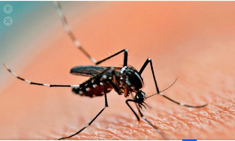 Piden reforzar la prevención en el norte argentino ante posible brote de dengue Piden reforzar la prevención en el norte argentino ante posible brote de dengue