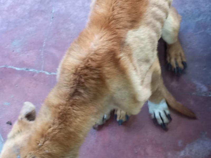 En Basail, allanaron un casa por maltrato animal: rescataron a cuatro perros En Basail, allanaron un casa por maltrato animal: rescataron a cuatro perros