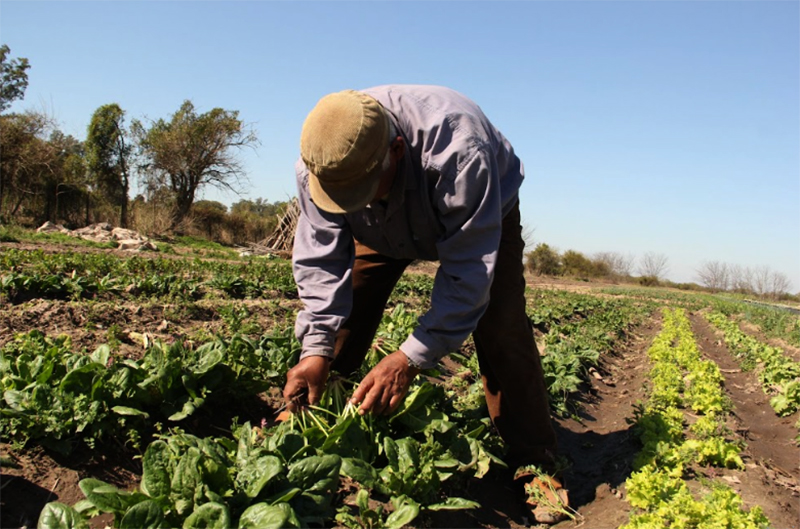 120 mil empleos rurales en riesgo: Nación no prorrogó la compatibilidad entre trabajo registrado y planes sociales 120 mil empleos rurales en riesgo: Nación no prorrogó la compatibilidad entre trabajo registrado y planes sociales