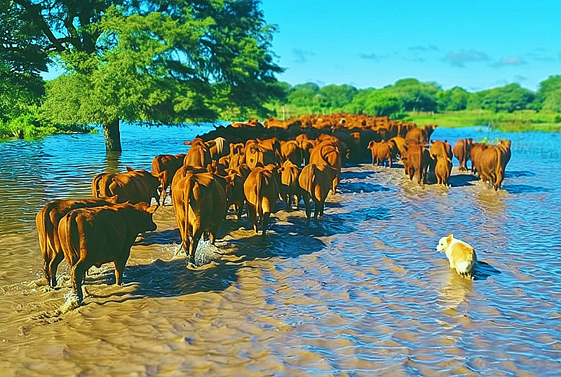 Anticiparse al agua: las claves del INTA para preservar al rodeo Anticiparse al agua: las claves del INTA para preservar al rodeo