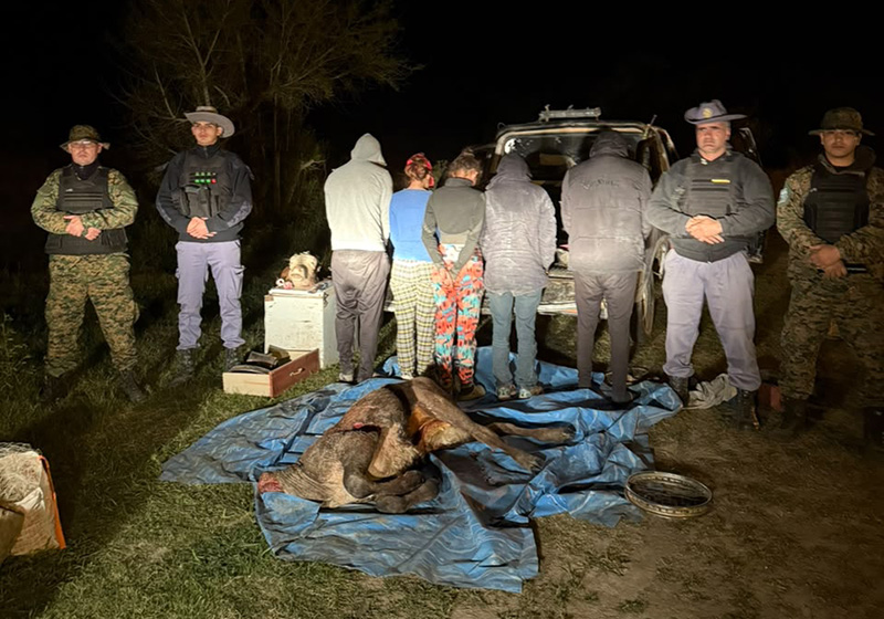 Cinco aprehendidos por abigeato tras un operativo rural en el sur provincial Cinco aprehendidos por abigeato tras un operativo rural en el sur provincial