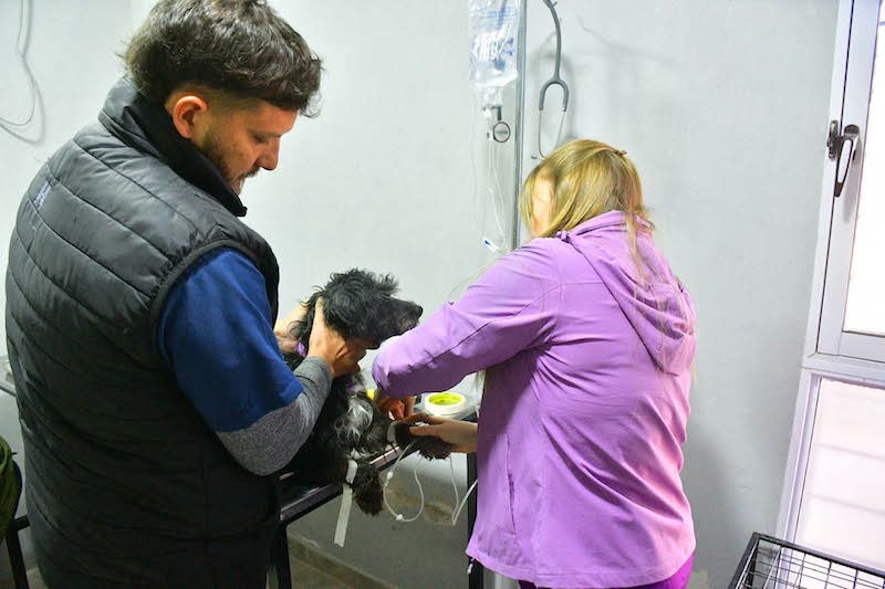 J.J. Castelli: la Veterinaria Municipal superó las 100 castraciones J.J. Castelli: la Veterinaria Municipal superó las 100 castraciones