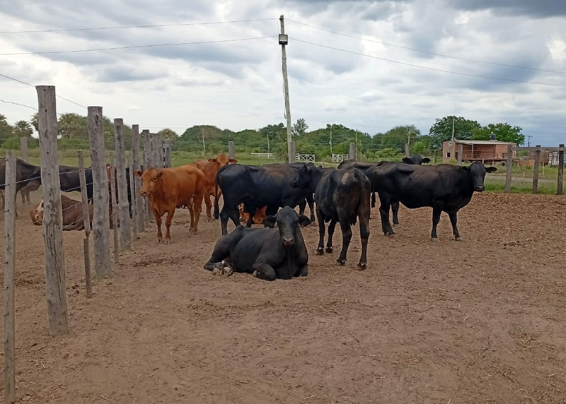 Dictamen de mayoría sobre un proyecto para castigar el vandalismo rural Dictamen de mayoría sobre un proyecto para castigar el vandalismo rural