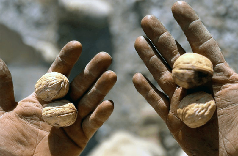 Corrientes y dos provincias salen a promover inversiones en nueces, avellanas y almendras Corrientes y dos provincias salen a promover inversiones en nueces, avellanas y almendras
