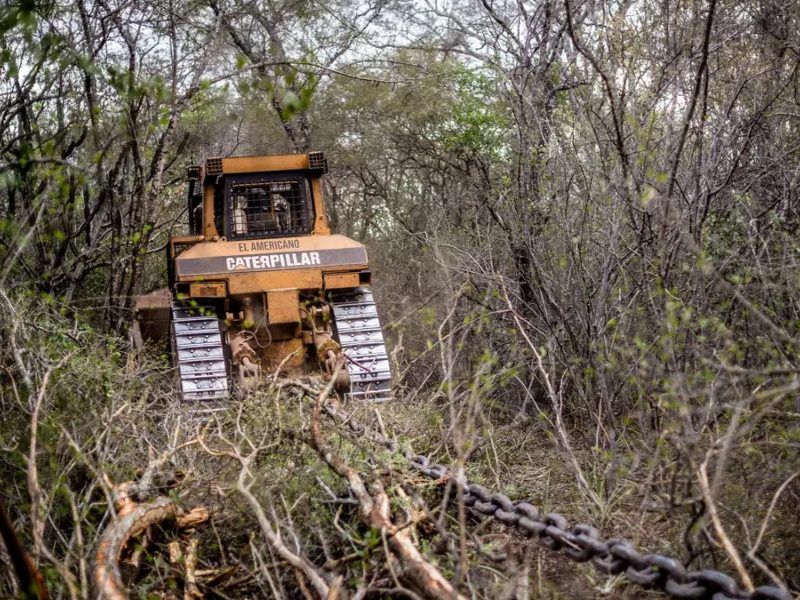 Arrasaron más de 3.300 hectáreas de bosques en Salta y avanzan sobre territorios de comunidades wichí Arrasaron más de 3.300 hectáreas de bosques en Salta y avanzan sobre territorios de comunidades wichí