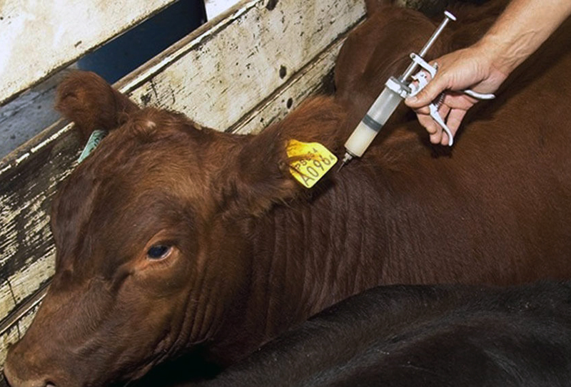 Vacunación antiaftosa: procedimientos para la libre elección de veterinarios acreditados Vacunación antiaftosa: procedimientos para la libre elección de veterinarios acreditados